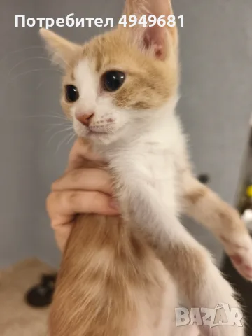 ПОДАРЯВАМЕ котенца, снимка 2 - Други - 56261277