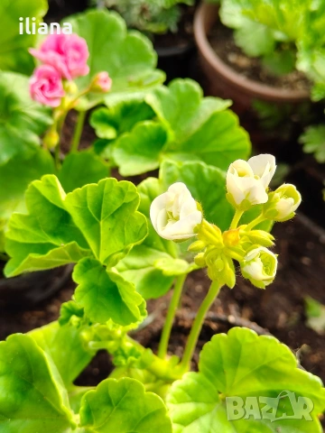 Продавам различни видове цветя, снимка 10 - Градински цветя и растения - 54170180