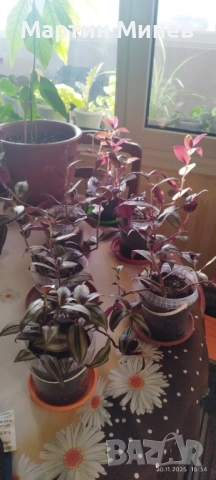 Tradescantia zebrina, снимка 2 - Стайни растения - 51996609