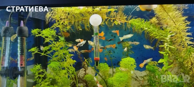 Гупи отглеждани в домашни условия.