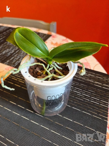 4 мини орхидеи без цвят, снимка 2 - Стайни растения - 54190789