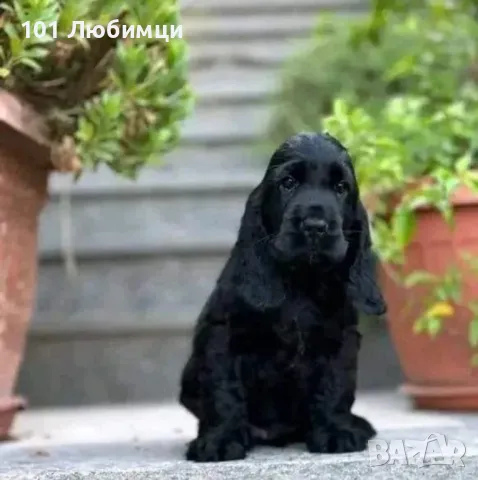 Английски кокер шпаньоли, снимка 2 - Кокер шпаньол - 47510914