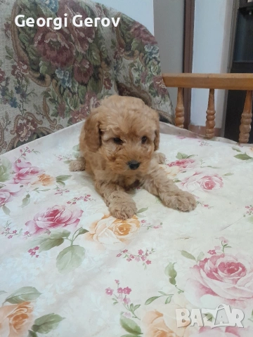 Продавам мини пудел, снимка 3 - Пудели - 53964005