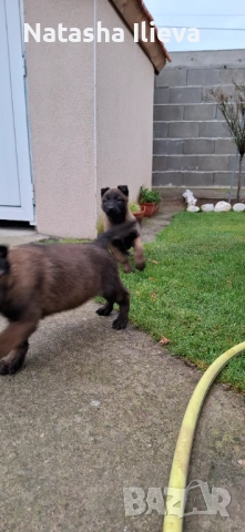 Две момичета Белгийска овчарка малиноа , снимка 2 - Белгийска овчарка - 53051515