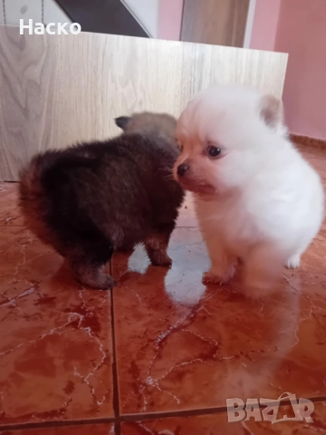 Померански шпиц, снимка 7 - Померан - 52949658