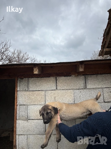 Продавам Чистокръвно Кангалче, снимка 2 - Кангал - 53899966