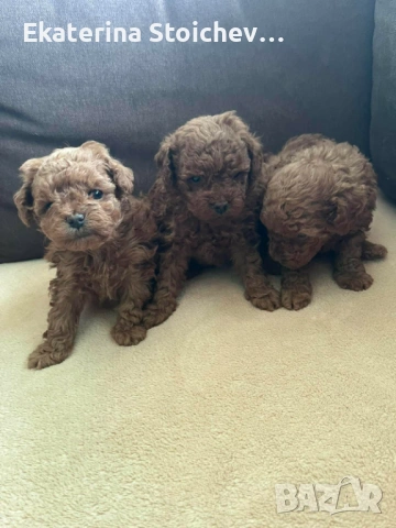 Пудел, снимка 5 - Пудели - 53983996