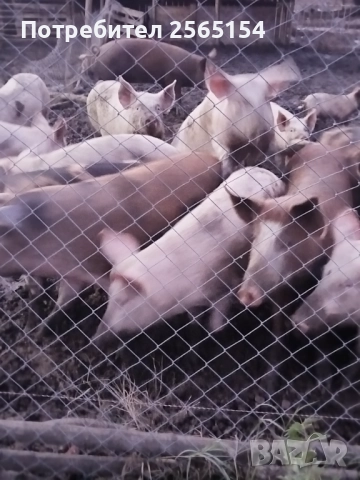 Прасета 120-130кг, снимка 4 - Прасета - 51960257
