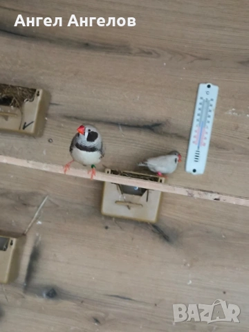 зеброви амадини , снимка 3 - Амадини - 53931077