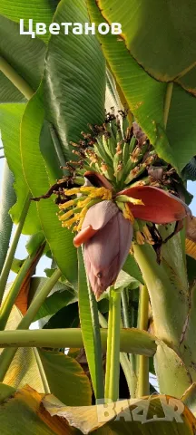 Банан Musa Dahijao