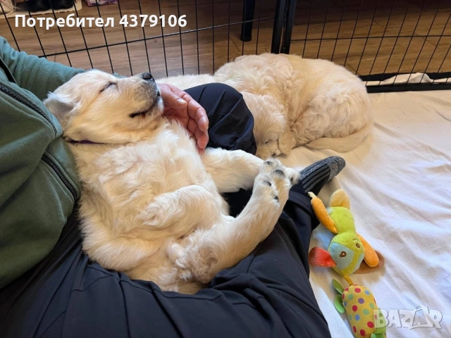 Голдън ретривър момче родословен баща, снимка 7 - Голдън ретривър - 53036033