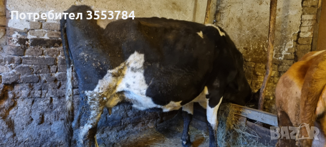 Свободни 7 крави , снимка 9 - Крави - 44756797
