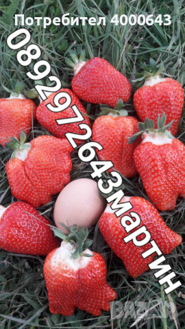 Разсад. ягоди. и. малини , снимка 6 - Разсади - 44609727