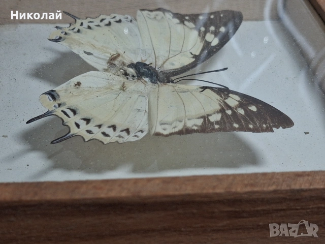 Препарирана Пеперуда в Рамка, снимка 11 - Декорация за дома - 54175284