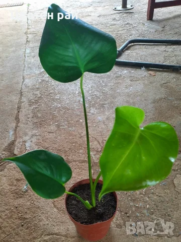Monstera deliciosa , снимка 3 - Стайни растения - 55825825