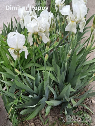 Перуника ,Ирис