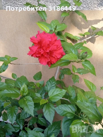 Китайска роза, червена, кичеста