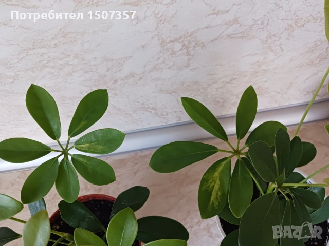 Шефлера - стайно растение / цвете, снимка 3 - Стайни растения - 54178469