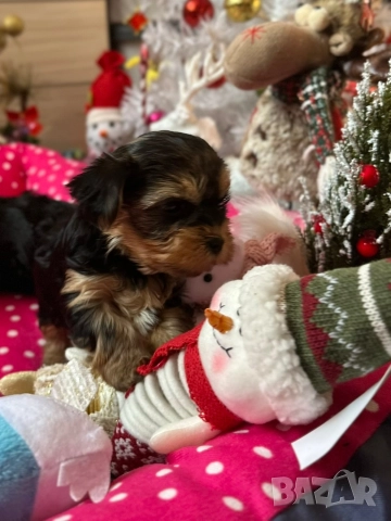 Мини йорки , снимка 4 - Йоркширски териер - 52832440