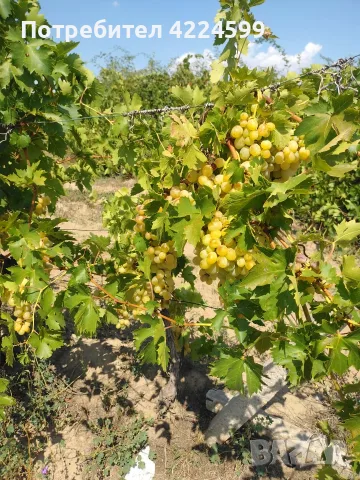 Продавам грозде- Брестовица , снимка 3 - Сортови семена и луковици - 55967284