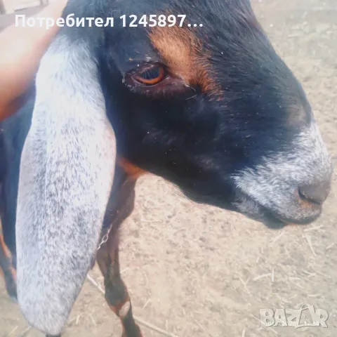 Чистопородно англонубийско яре на 3.м, снимка 3 - Кози - 56098817