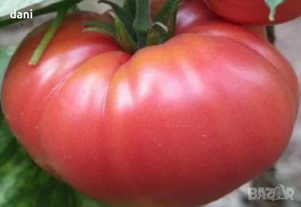 Продавам разсад домати краставици пипер ягоди тиквички и др, снимка 8 - Градински цветя и растения - 39794844