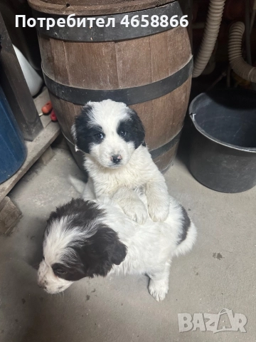 Каракачанка мъжко / женско, снимка 3 - Каракачанска овчарка - 52792375