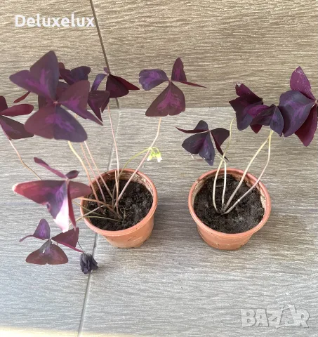 детелинки Oxalis 