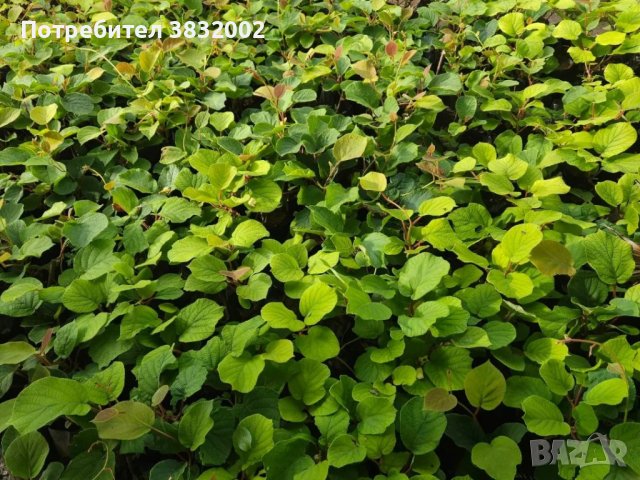 Киви сорт Бруно, снимка 4 - Градински цветя и растения - 42318378