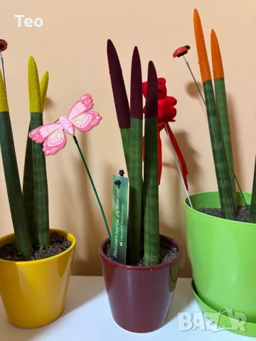 Растения от вида сансевиера (Sansevieria cylindrica 'Velvet Touchz') 20/30см., снимка 3 - Стайни растения - 56137480