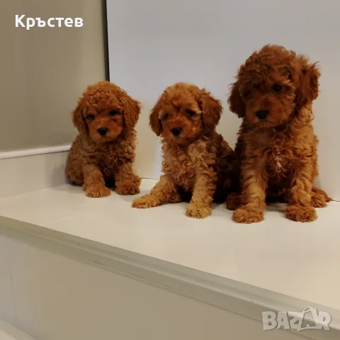Мини Пуделчета*