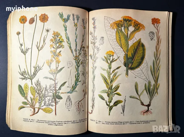 Стара Книга Разпознаване и Събиране на Билки / Борис Китанов, снимка 8 - Специализирана литература - 49528287