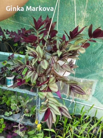 Традисканция Зебрина Кошница - 6,99лв.