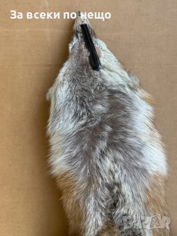 Препарирана лисица, снимка 15 - Други - 54350684