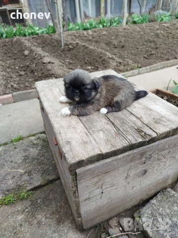 Пекинез , снимка 10 - Пекинез - 52281331