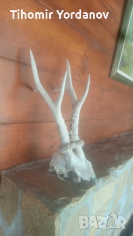 Трофей от сръндак -5 броя , снимка 4 - Антикварни и старинни предмети - 54056882