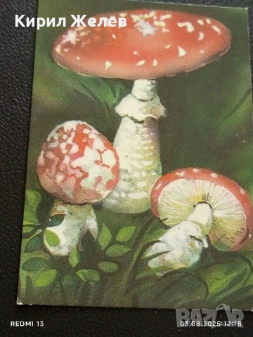 Старо календарче серия диви гъби за КОЛЕКЦИЯ ДЕКОРАЦИЯ 35340, снимка 2 - Колекции - 51234233