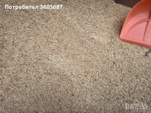 Овес, снимка 1