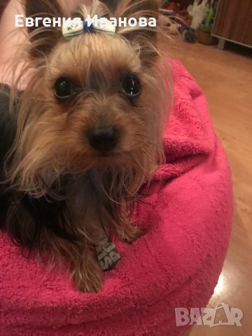 Йоркширски териер си търси приятелка, снимка 4 - Търси партньор - 35108985