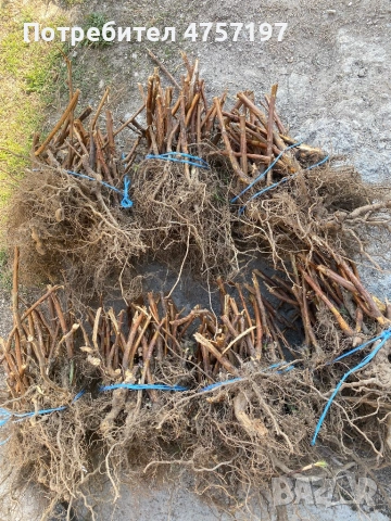 Разсад ягоди и малини 