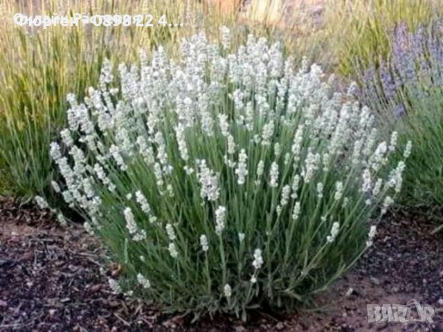 Билки и Подправки, снимка 11 - Разсади - 37006565