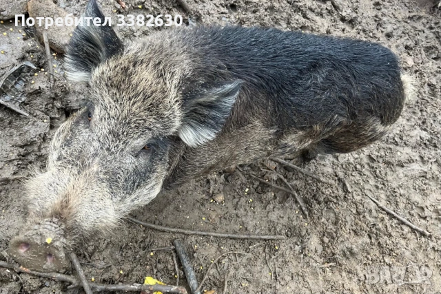 Диво прасе / глиган/ нерез