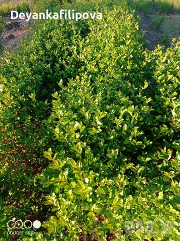 Зелен лигуструм   ,подрязван  гол корен- 070 см последни бройки ., снимка 10 - Градински цветя и растения - 18136492