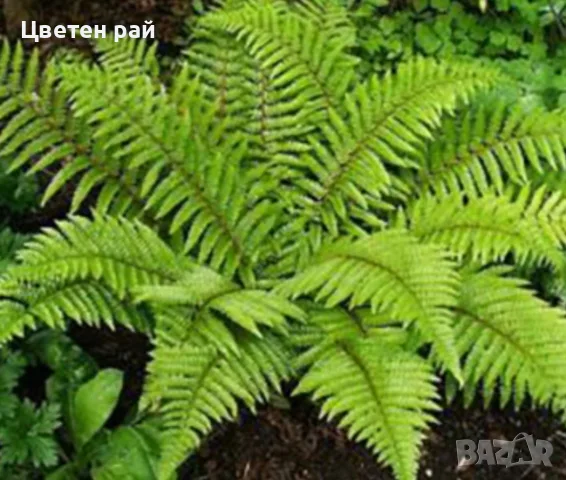 Градинска зимоустойчива папрат
