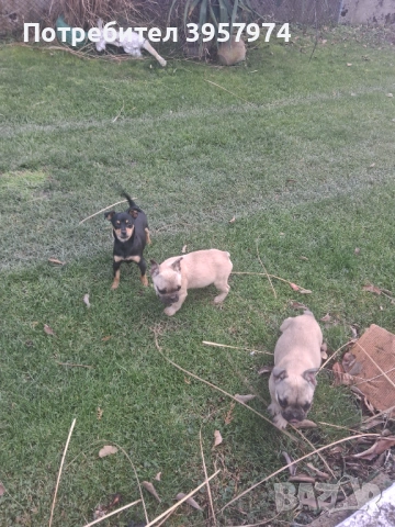 Продава се мъжко булдоче на 3 и половина месеца с три ваксини и паспорт , снимка 5 - Френски булдог - 53028052