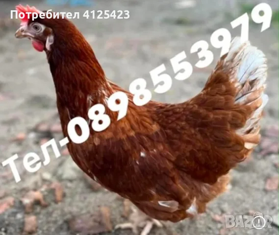 🐔Налични Носачки За Яйца 🥚, снимка 3 - Кокошки и пуйки - 56217233