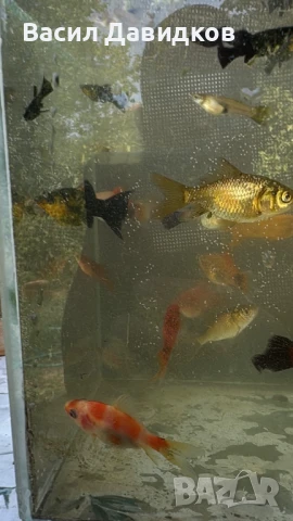 Рибки за аквариум живородни , снимка 14 - Рибки - 51151476