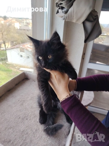 Мейн Кун, чистокръвно женско коте