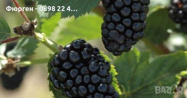 Къпина Натчез /Rubus fruticosus Natchez /, снимка 2 - Разсади - 42314660