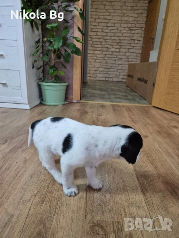 продаваме лабрадор , снимка 9 - Лабрадор ретривър - 53063685